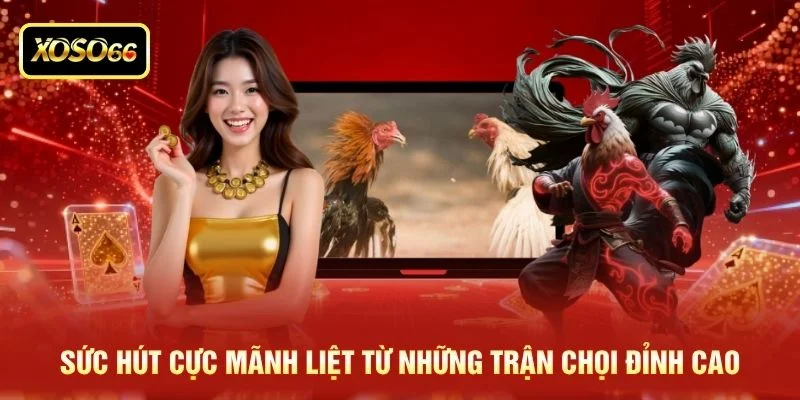 Sức hút cực mãnh liệt từ những trận chọi đỉnh cao